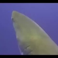 Tiburóntrollface