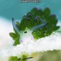 Leaf Sheep, world's cutest slug