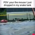 Traducción: POV , eres un ratón que acabo de poner en el estanque de la serpiente