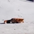 What a mother foxer!