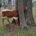 Poor cow is stuck