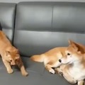 Cat is just messing up with the dog