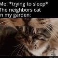 Awesome cat gif