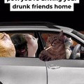 Llevando a los borrachos de tus amigos