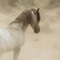 Insane horse fight