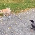 perro vs pájaro