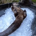 Otters chilling.