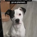 You must be smarter doggo