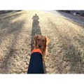 A man gave his dog a camera while they were playing chase in the yard, and the resulting video captured the best dog POV video.