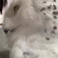 Another owl video