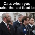 Cats when yo shake teh cat food bag
