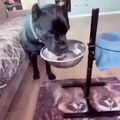 Dog trained to wipe off his mouth after drinking
