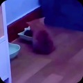 commented item thumbnail
