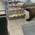 Oso asaltando tienda