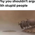 You shouldn't argue with stupid people