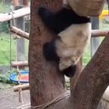 Shhh! Panda is on a super-secret STEALTH mission!