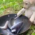 Cachorro cocinando pescado de peluche