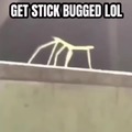 stick bug