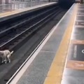 Perro no ve el tren