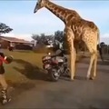 Girafa motorista