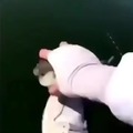 Tallador de pez globo
