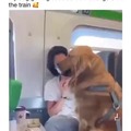 Dog commuting
