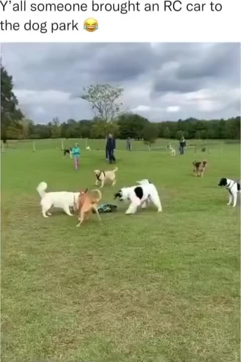 Dog race - Meme subido por SamusArantesNaciment :) Memedroid