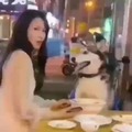 Al perro no le gustó la cena