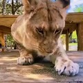 Catnip works for big cats as well
