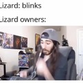 lizards blinking
