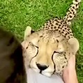 Cuddly cheetah!
