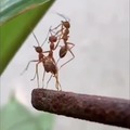 f por la hormiga