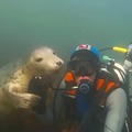 This guy found his soulmate underwater
