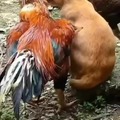 Very big cock and pussy rubbing