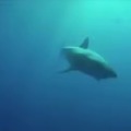 sabías que los tiburones estornudan?