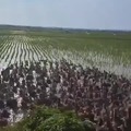 Pest control and fertilization in rice fields