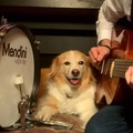 Doggo play song