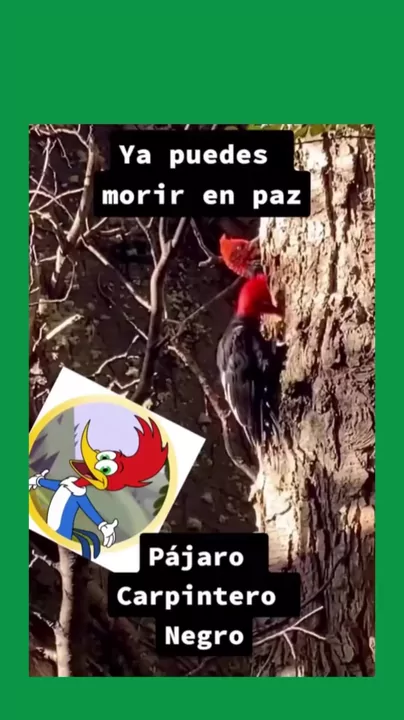 Top memes de Pablo Morsa en español :) Memedroid