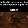 Le ants