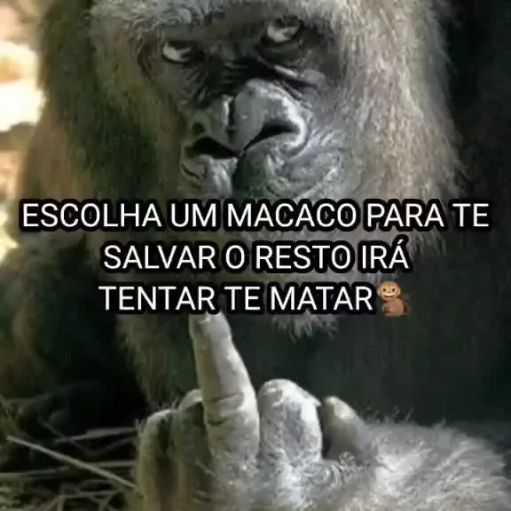 1 HORA DO MACACO APROVEITANDO A VIDA DE AGIOTA 