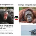 Orangután >>>>>>>>> cualquier otro homínido (incluyendo al humano)...