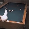 gallina truco (es muy interesante y divertido ver como la gallina le da a las bolas de billar)