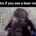 You can't convince me bears aren't chill