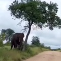 Los elefantes tiran árboles para esto