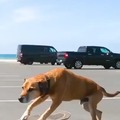 Doggo skateboarder