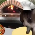 Gato pizza