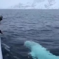 Playing w Beluga whale