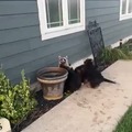 Perros con mapache