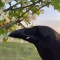 Raven giving flowers... Aww