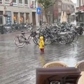 Meanwhile in the Netherlands